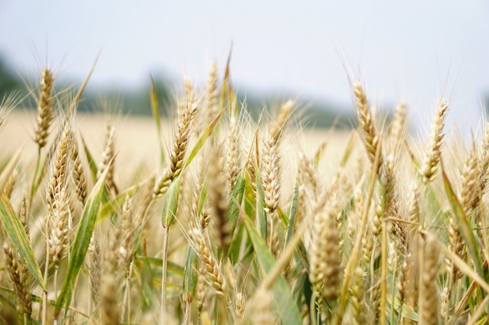 Nedeľné zamyslenie: Kúkoľ a pšenica rástli vždy spolu